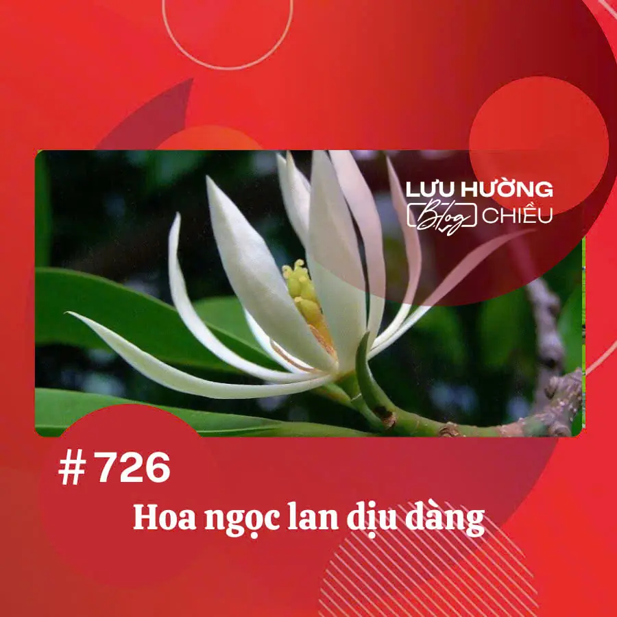 Hoa ngọc lan dịu dàng